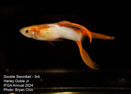 guppy swordtail double